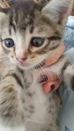 Gato raça SRD idade Abaixo de 2 meses nome Nicoly 