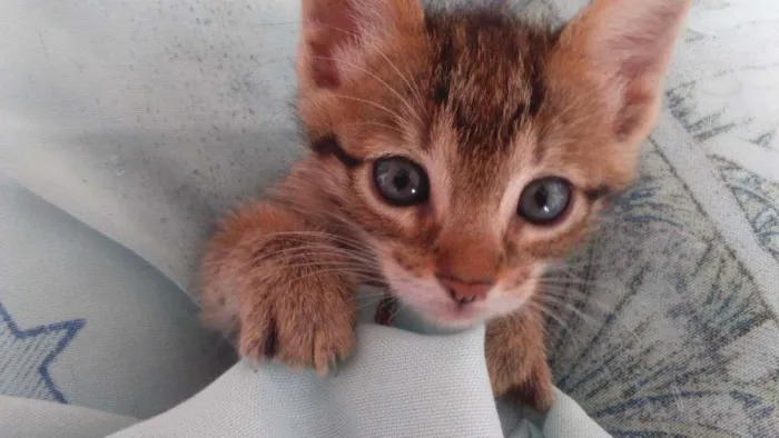 Gato ra a SRD idade Abaixo de 2 meses nome Melissa 