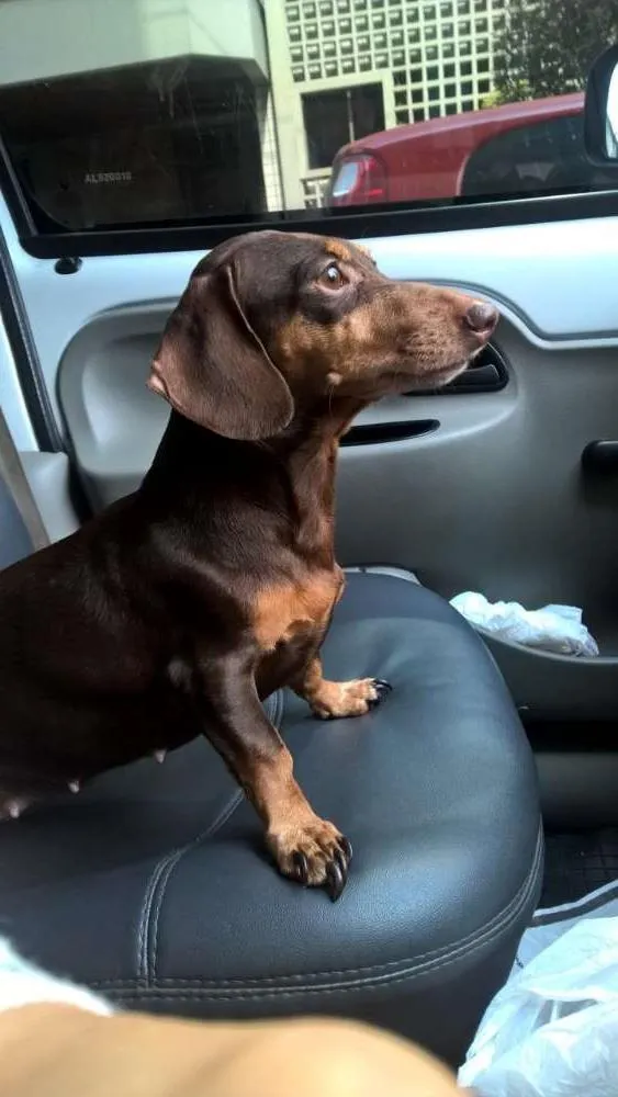 Cachorro ra a Basset-Cofap idade 5 anos nome Cacau