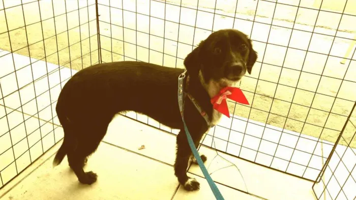 Cachorro ra a SRD idade 1 ano nome Belinha