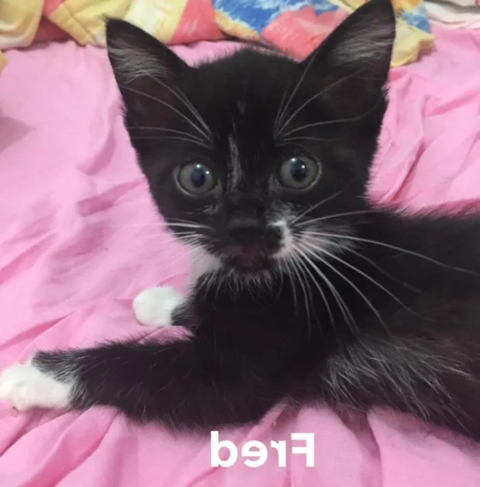 Gato ra a SRD idade 2 a 6 meses nome Luck e Fred
