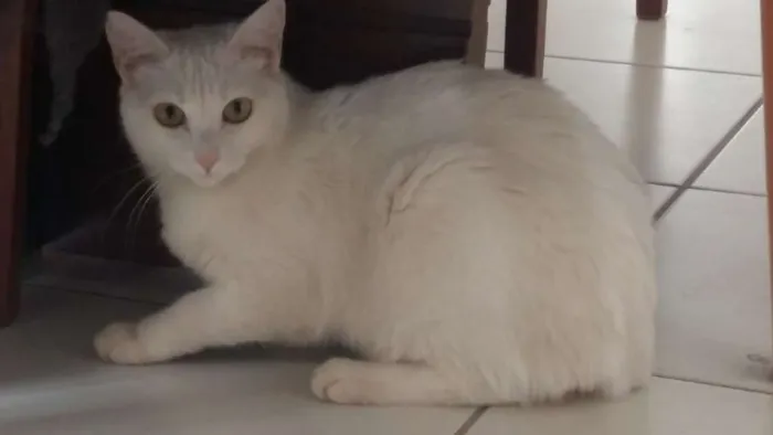 Gato ra a Pêlo curto inglês idade 7 a 11 meses nome Lune e Sucre