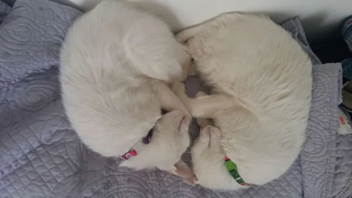 Gato ra a Pêlo curto inglês idade 7 a 11 meses nome Lune e Sucre