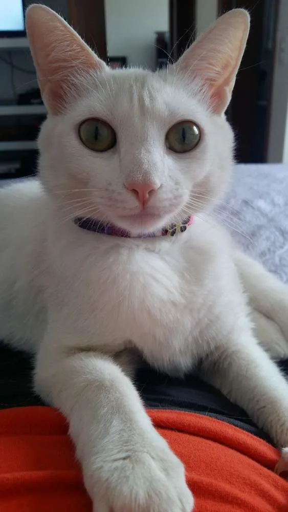 Gato ra a Pêlo curto inglês idade 7 a 11 meses nome Lune e Sucre