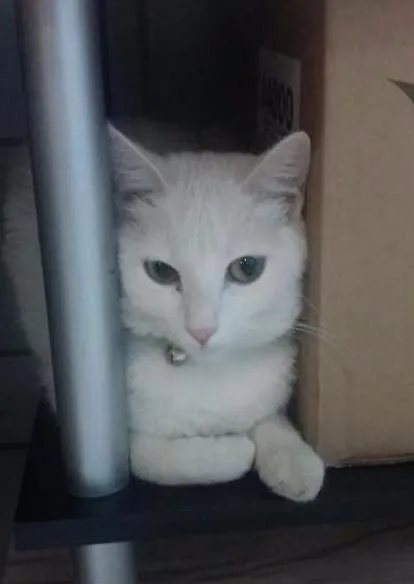 Gato ra a Pêlo curto inglês idade 7 a 11 meses nome Lune e Sucre
