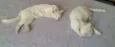 Lune e Sucre