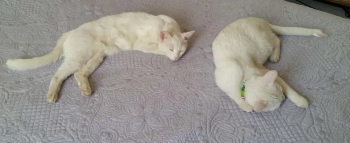 Gato ra a Pêlo curto inglês idade 7 a 11 meses nome Lune e Sucre