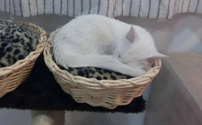 Gato ra a Pêlo curto inglês idade 7 a 11 meses nome Lune e Sucre