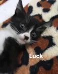 Luck