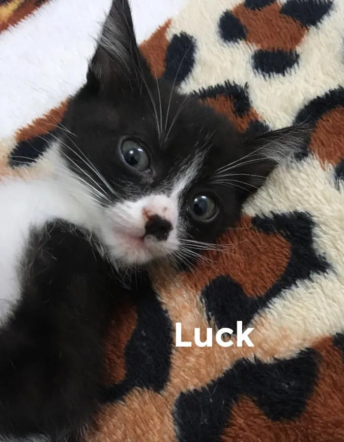 Gato ra a SRD idade 2 a 6 meses nome Luck