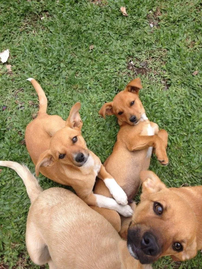 Cachorro ra a Indefinida idade 2 a 6 meses nome Lady e espoleta