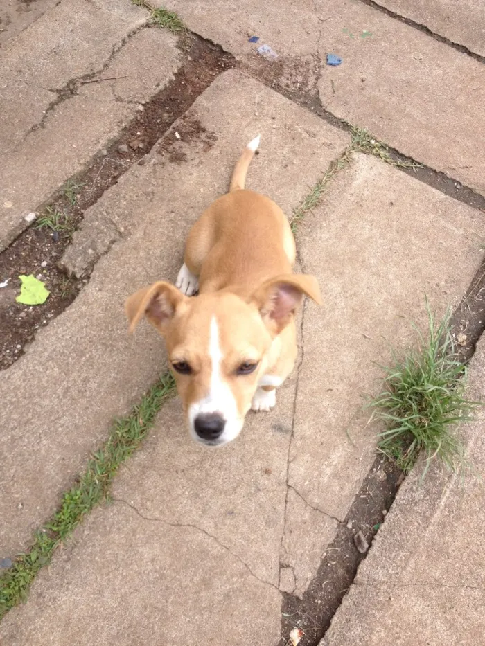 Cachorro ra a Indefinida idade 2 a 6 meses nome Lady e espoleta