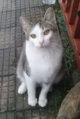 Cajuzinho e Pudim
