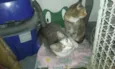 Cajuzinho e Pudim