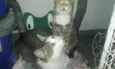 Cajuzinho e Pudim