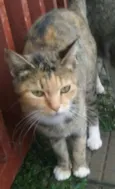 Cajuzinho e Pudim
