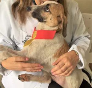 Cachorro raça SRD idade 2 a 6 meses nome GUGA