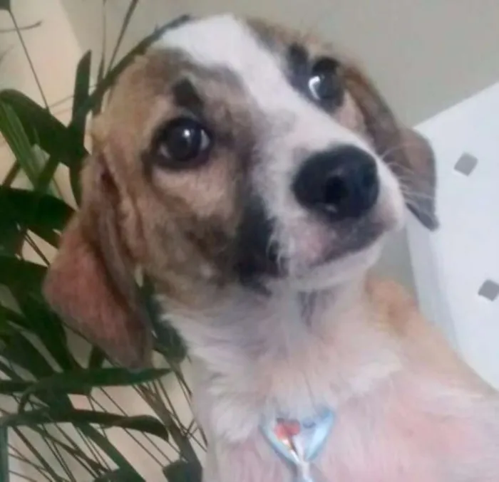 Cachorro ra a SRD idade 2 a 6 meses nome GUGA