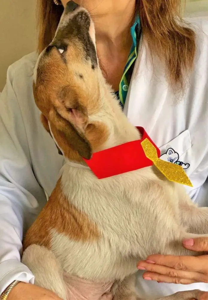 Cachorro ra a SRD idade 2 a 6 meses nome GUGA
