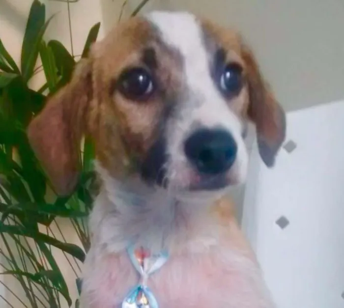 Cachorro ra a SRD idade 2 a 6 meses nome GUGA