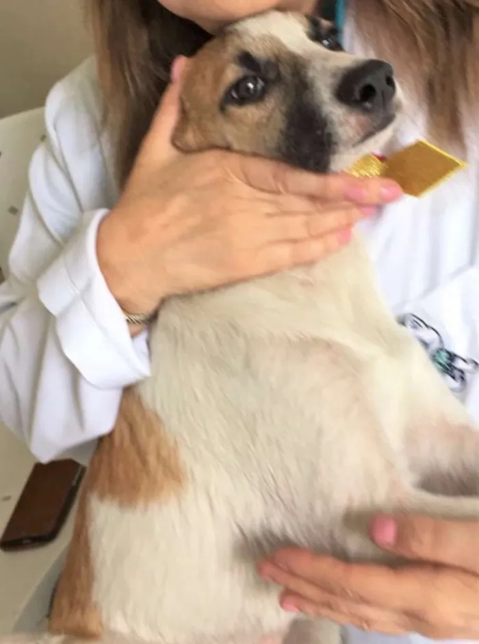 Cachorro ra a SRD idade 2 a 6 meses nome GUGA