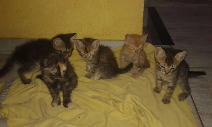Gato raça Vira-lata idade 2 a 6 meses nome Sem nome