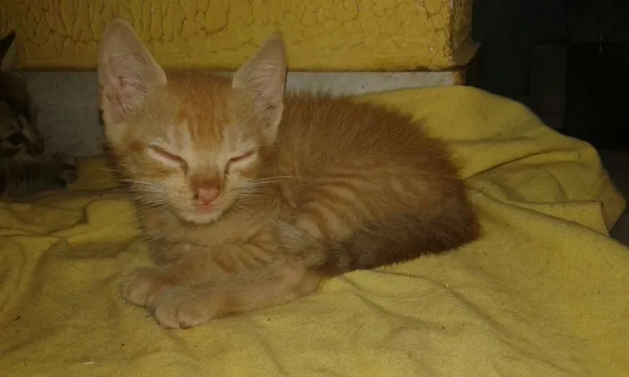 Gato raça Vira-lata idade 2 a 6 meses nome Sem nome