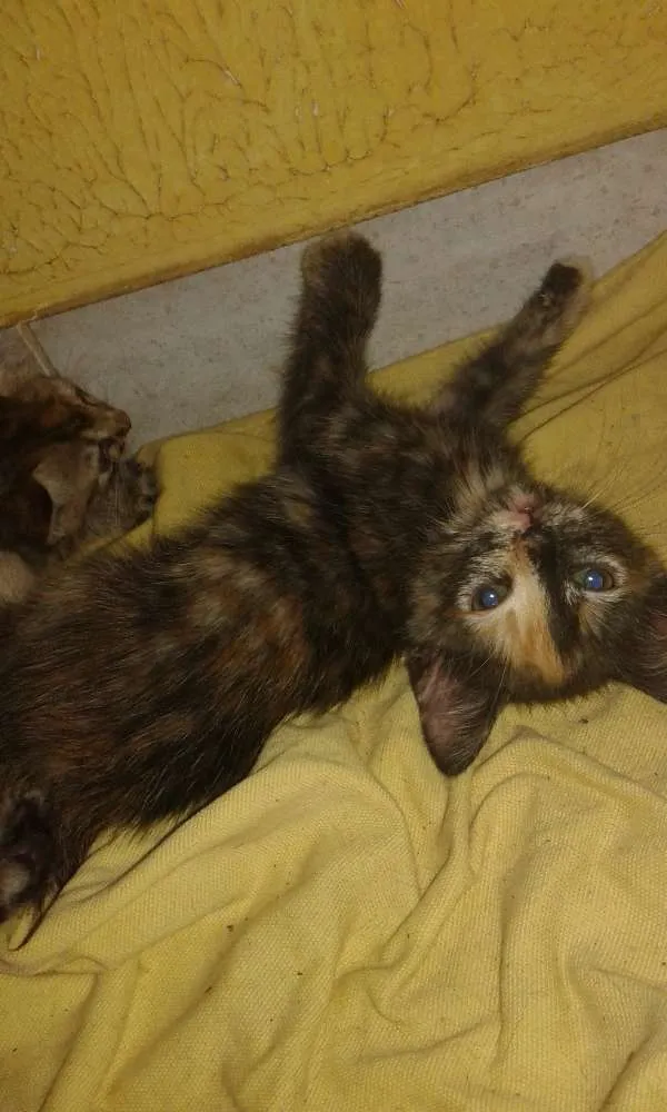 Gato raça Vira-lata idade 2 a 6 meses nome Sem nome
