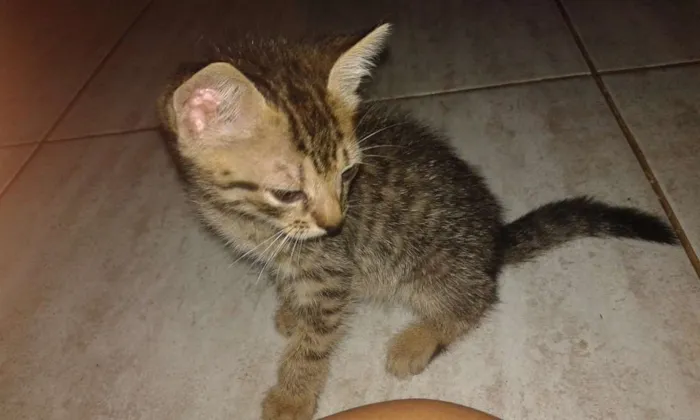 Gato raça Vira-lata idade 2 a 6 meses nome Sem nome