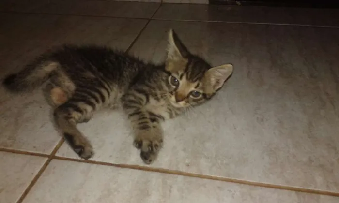 Gato raça Vira-lata idade 2 a 6 meses nome Sem nome