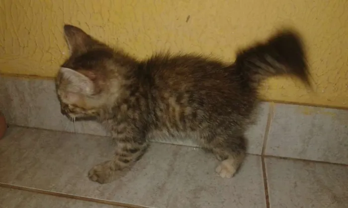 Gato raça Vira-lata idade 2 a 6 meses nome Sem nome