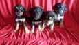 Mika e mile e preto 