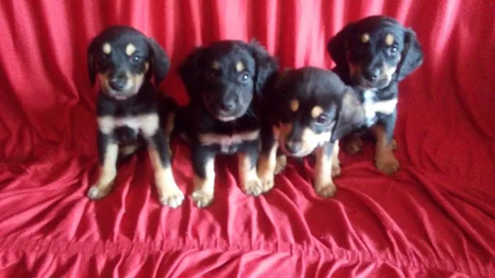 Cachorro ra a Fila com labrador idade 2 a 6 meses nome Mika e mile e preto 
