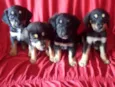 Mika e mile e preto 