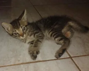 Gato raça Vira-lata idade 2 a 6 meses nome Sem nome