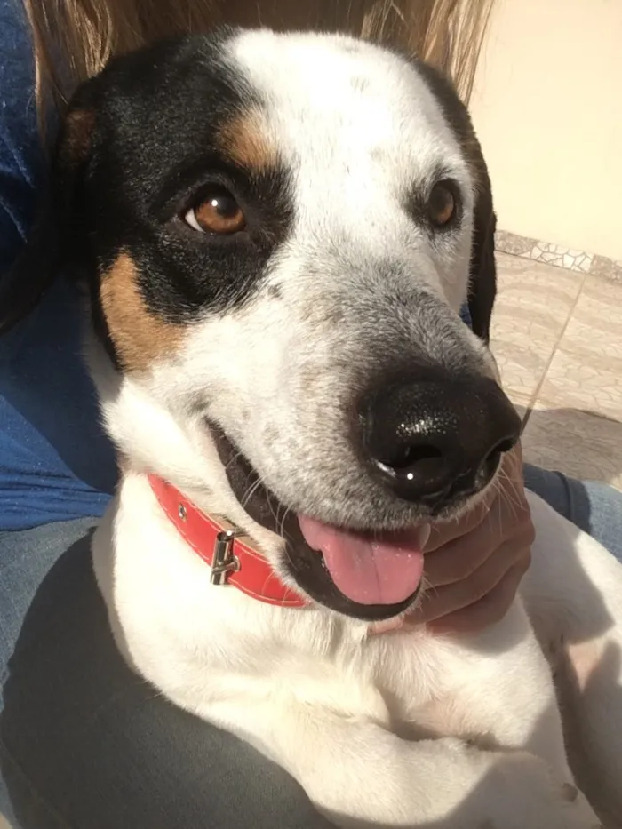 Cachorro ra a SRD idade 2 anos nome Palito