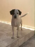 Palito