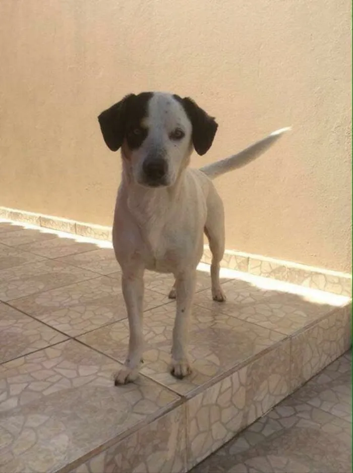 Cachorro ra a SRD idade 2 anos nome Palito
