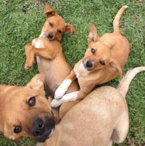 Cachorro raça Indefinida idade 2 a 6 meses nome Lady e espoleta
