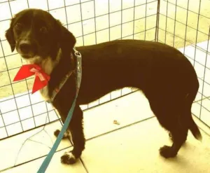 Cachorro raça SRD idade 1 ano nome Belinha