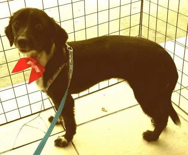 Cachorro ra a SRD idade 1 ano nome Belinha