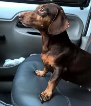 Cachorro raça Basset-Cofap idade 5 anos nome Cacau