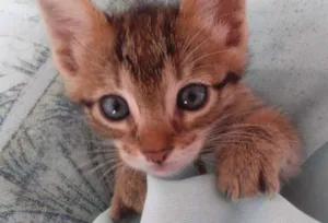 Gato raça SRD idade Abaixo de 2 meses nome Melissa 
