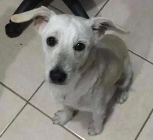 Cachorro ra a srd idade 7 a 11 meses nome porte p, 8 meses