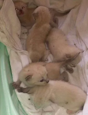 Gato raça Sem raça idade Abaixo de 2 meses nome Sem nome