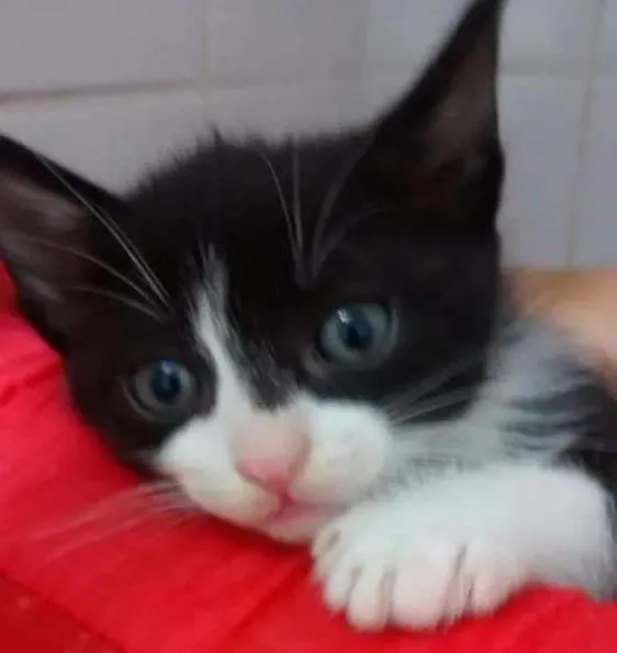Gato ra a SRD idade 2 a 6 meses nome Fred