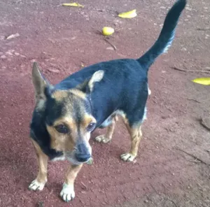 Cachorro raça SRD idade 6 ou mais anos nome Ratinho GRATIFICA