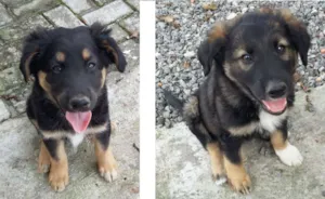 Cachorro raça  idade  nome Filhotes