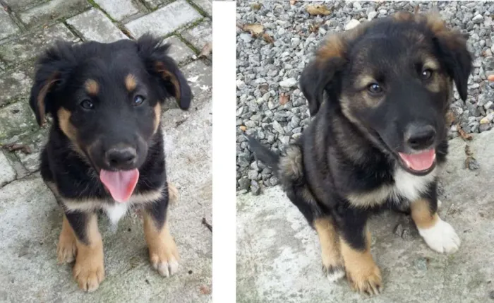 Cachorro ra a  idade  nome Filhotes
