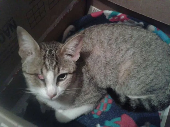 Gato ra a Indefinida idade 1 ano nome Gatinha Urgente